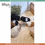 Zooply Zomerdroom - Dried Herbs for Rabbits and Guinea Pigs - 500 grams