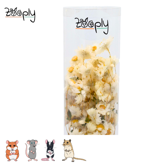 Zooply Madeliefje wit – gedroogde bloemen en grassen voor hamsters en andere knaagdieren – 70 gram