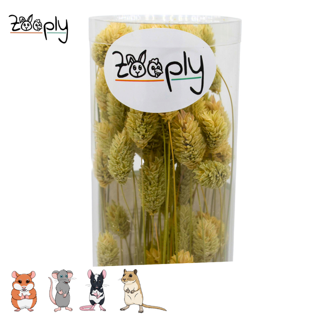 Zooply Kanariegras – Gedroogde bloemen en grassen voor hamsters en andere knaagdieren - 100 gram