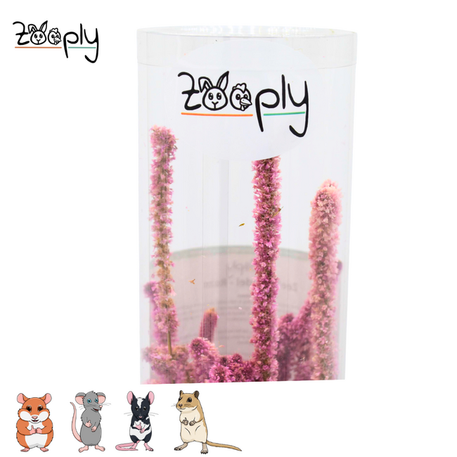 Zooply Sea Lavender - pink – dried flowers and grasses for hamsters and other rodents – 70 grams