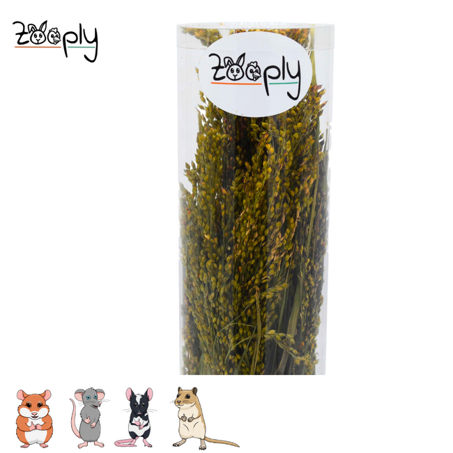Zooply Gierstgras - Droogbloemen voor hamsters en andere knaagdieren - 100 gram