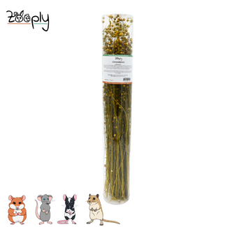 Zooply Flaxseed Plant – 110 grams