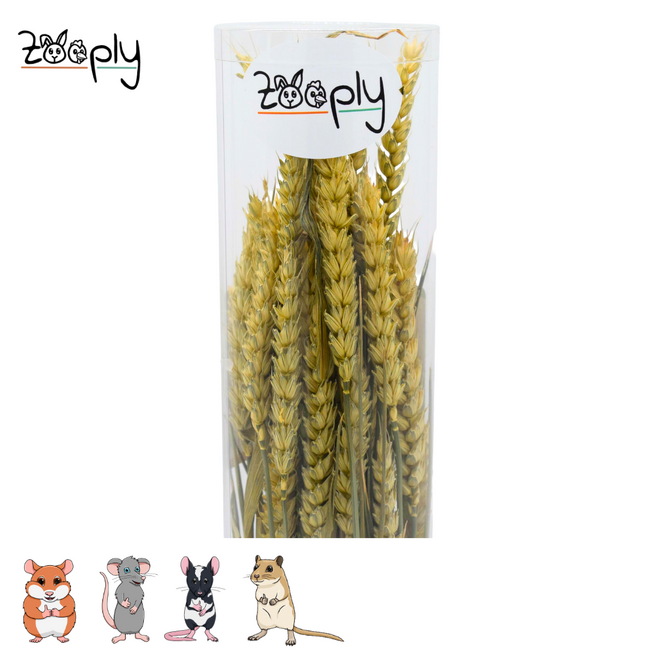 Zooply Tarwe - Droogbloemen voor hamsters en andere knaagdieren - 100 gram