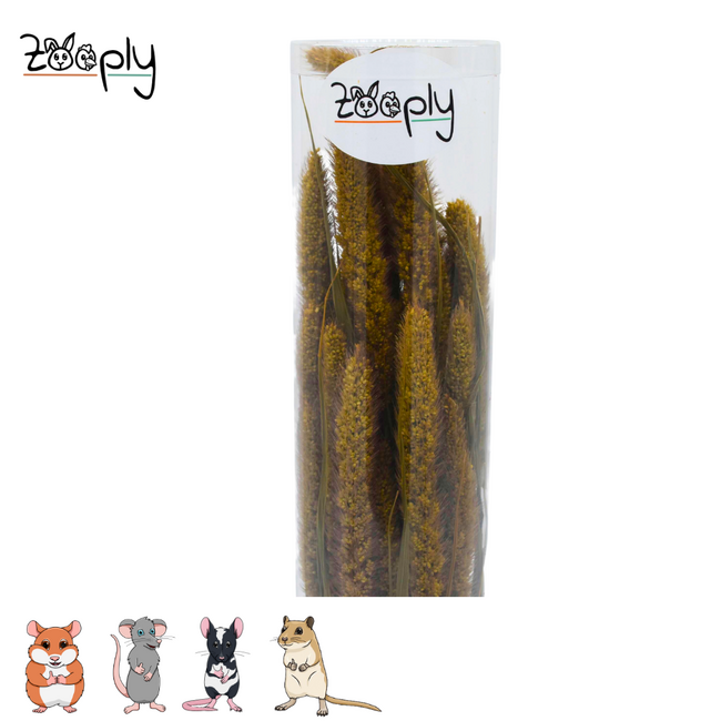 Zooply Vossestaartgras – gedroogde bloemen en grassen voor hamsters en andere knaagdieren – 70 gram