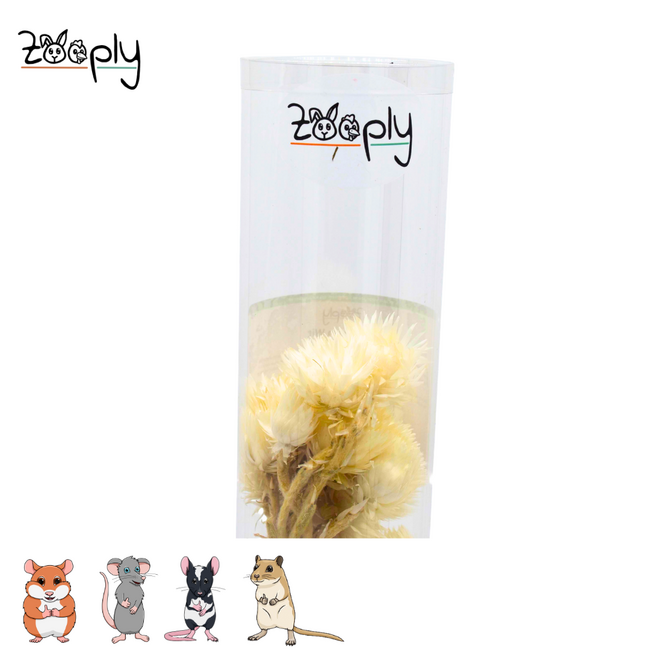 Zooply Strawflower White - Dried Flowers for Hamsters and Other Rodents - 70 grams