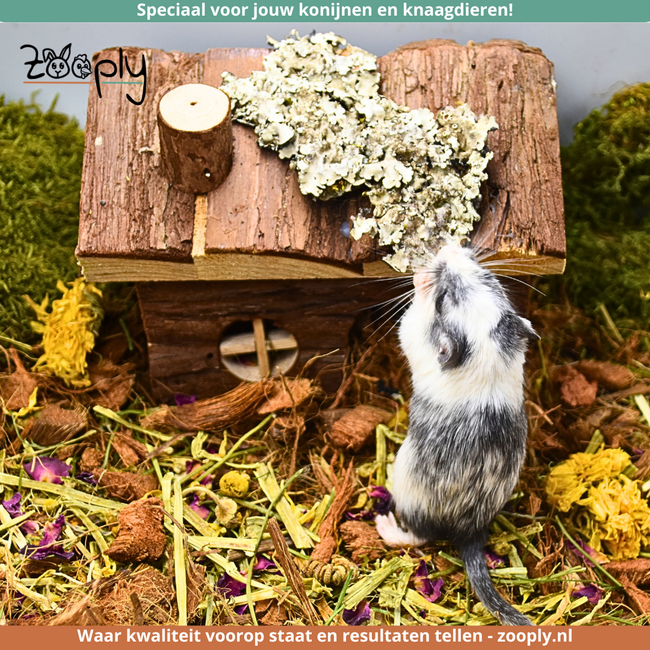 Zooply Stone Moss - Dried Flowers for Hamsters and Other Rodents - 75 grams