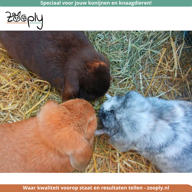 Zooply Support Muesli - Healthy muesli for rabbits and guinea pigs - 3.5 kg