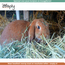 Zooply Weidehooi - Hooi voor konijnen en cavia's - 1 kg