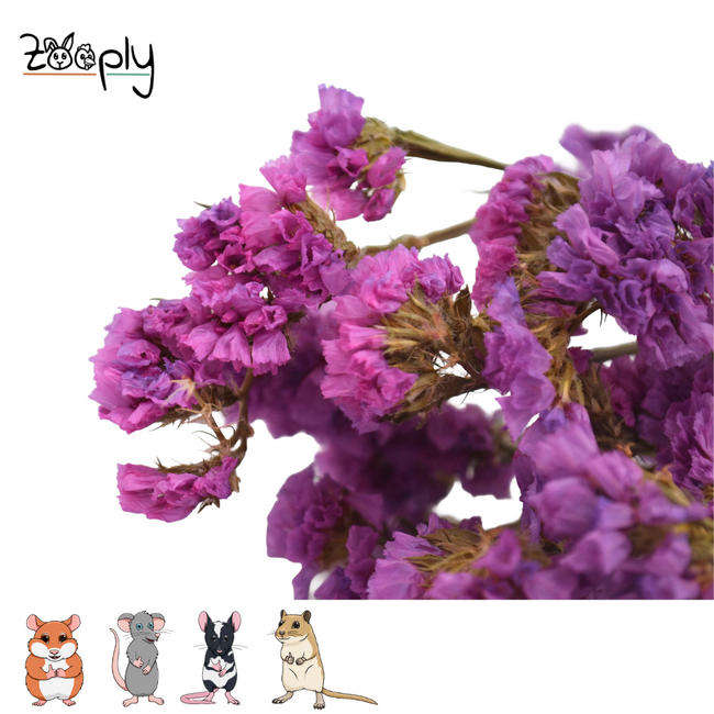 Zooply Strandlavendel Roze - Droogbloemen voor hamsters en andere knaagdieren - 70 gram