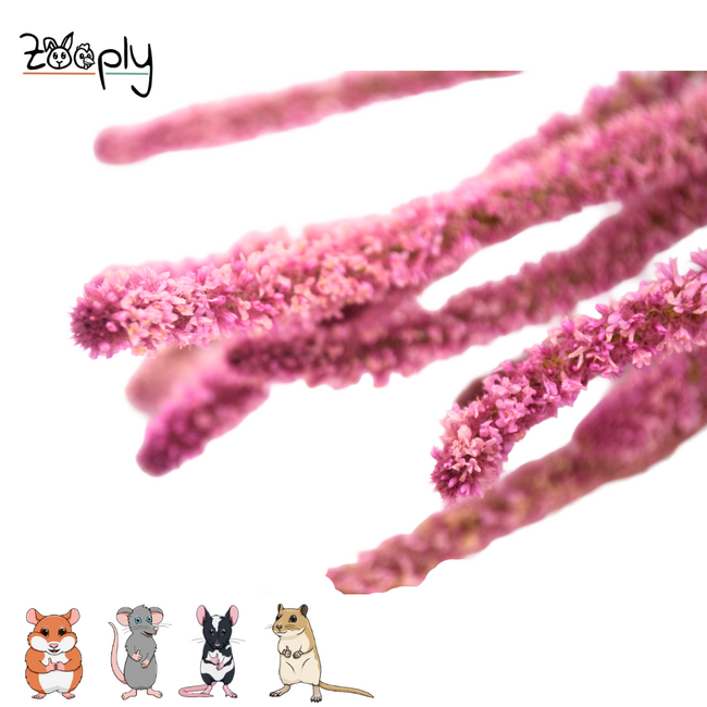 Zooply Zeelavendel Roze - Droogbloemen voor hamsters en andere knaagdieren - 70 gram