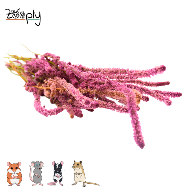 Zooply Sea Lavender - pink – dried flowers and grasses for hamsters and other rodents – 70 grams