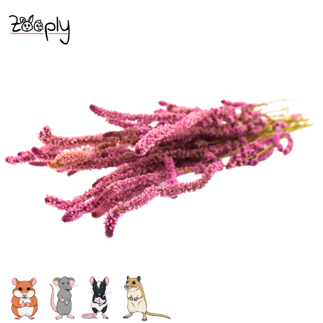 Zooply Zeelavendel Roze - Droogbloemen voor hamsters en andere knaagdieren - 70 gram
