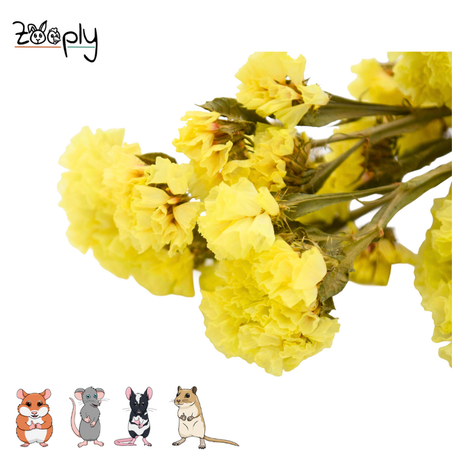 Zooply Strandlavendel - Geel – Gedroogde bloemen en grassen voor hamsters en andere knaagdieren - 70 gram