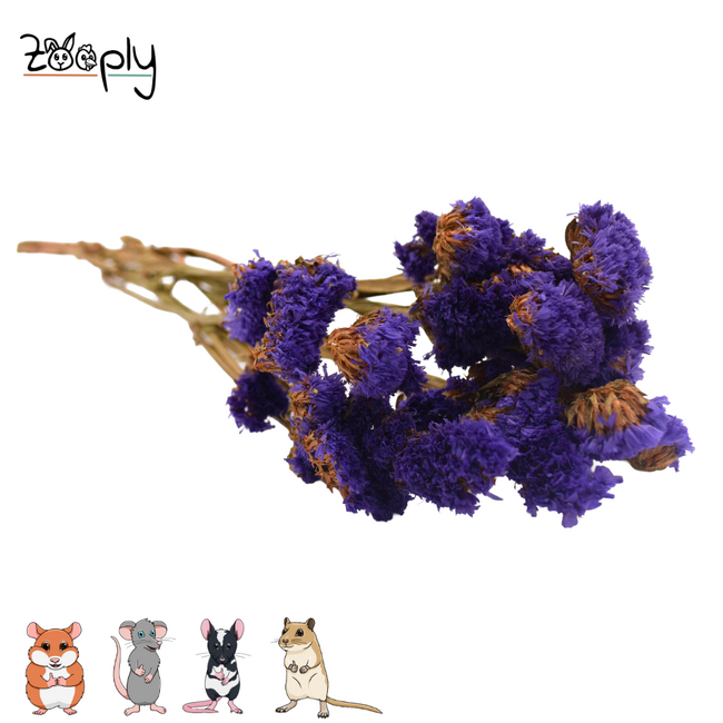 Zooply strandlavendel donker violet – gedroogde bloemen en grassen voor hamsters en andere knaagdieren – 70 gram