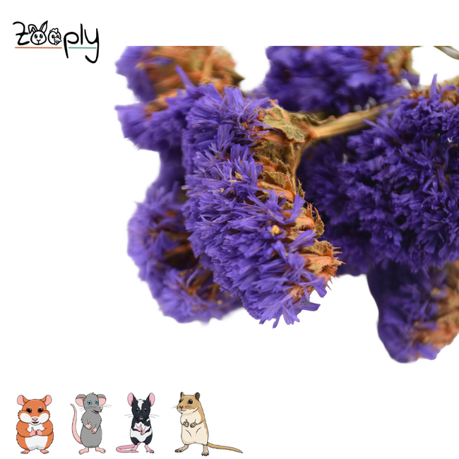Zooply sea lavender dark violet – dried flowers and grasses for hamsters and other rodents – 70 grams