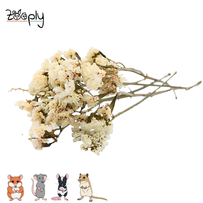 Zooply white sea lavender – dried flowers and grasses for hamsters and other rodents – 70 grams