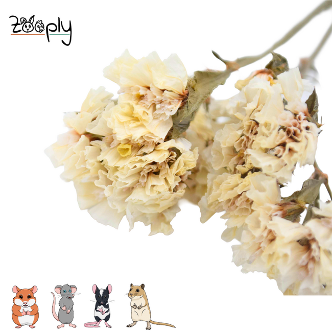 Zooply Strandlavendel Wit - Droogbloemen voor hamsters en andere knaagdieren - 70 gram