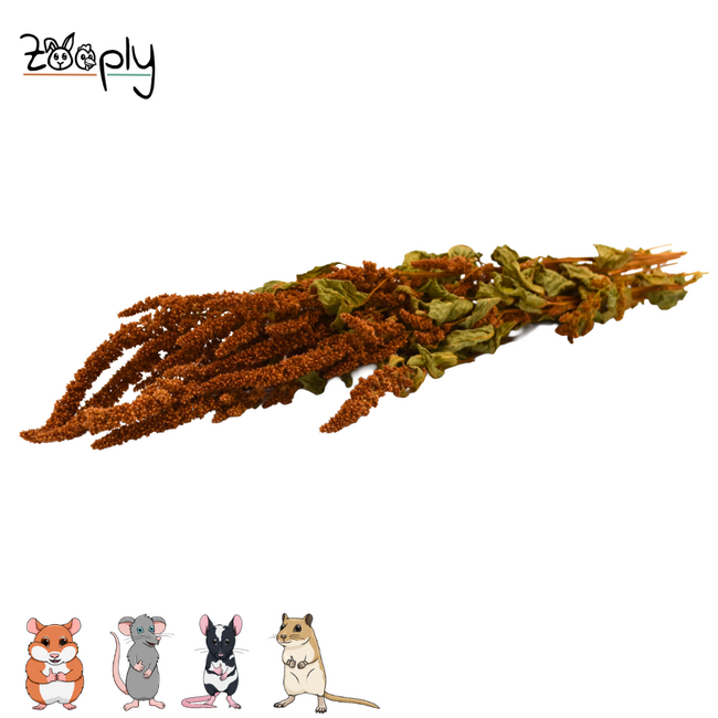 Zooply Amarant Oranje - Droogbloemen voor hamsters en andere knaagdieren - 70 gram