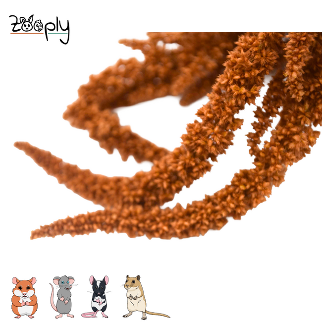 Zooply Amarant Oranje - Droogbloemen voor hamsters en andere knaagdieren - 70 gram