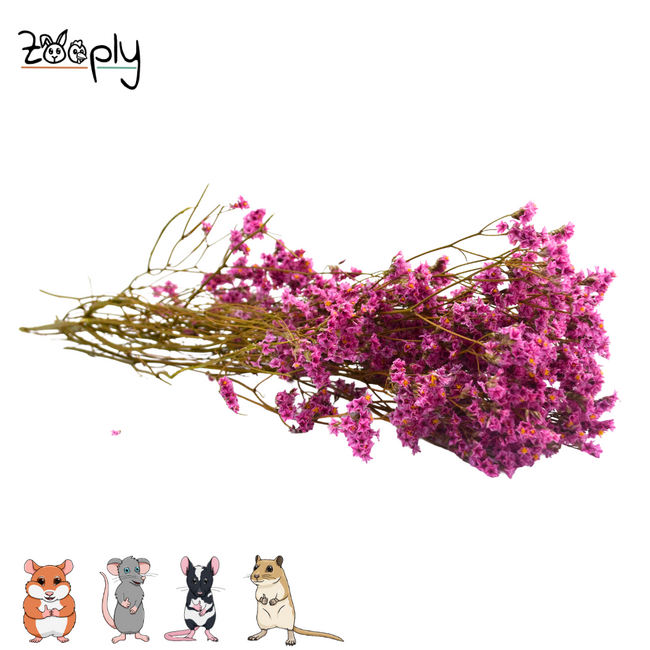 Zooply Lamsoor Roze - Droogbloemen voor hamsters en andere knaagdieren - 70 gram
