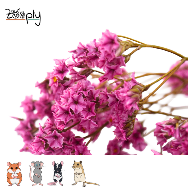 Zooply Lamsoor Roze - Droogbloemen voor hamsters en andere knaagdieren - 70 gram