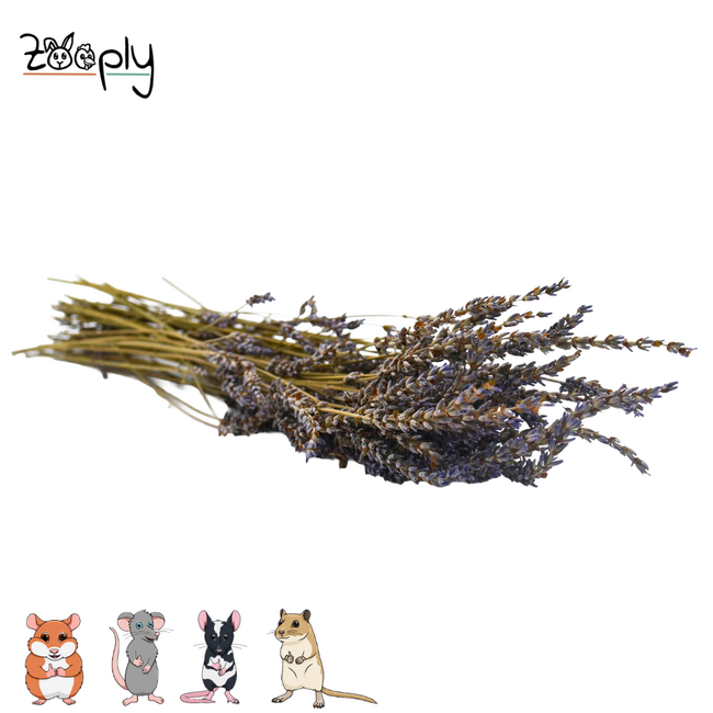 Zooply lavender – dried flowers and grasses for hamsters and other rodents – 70 grams