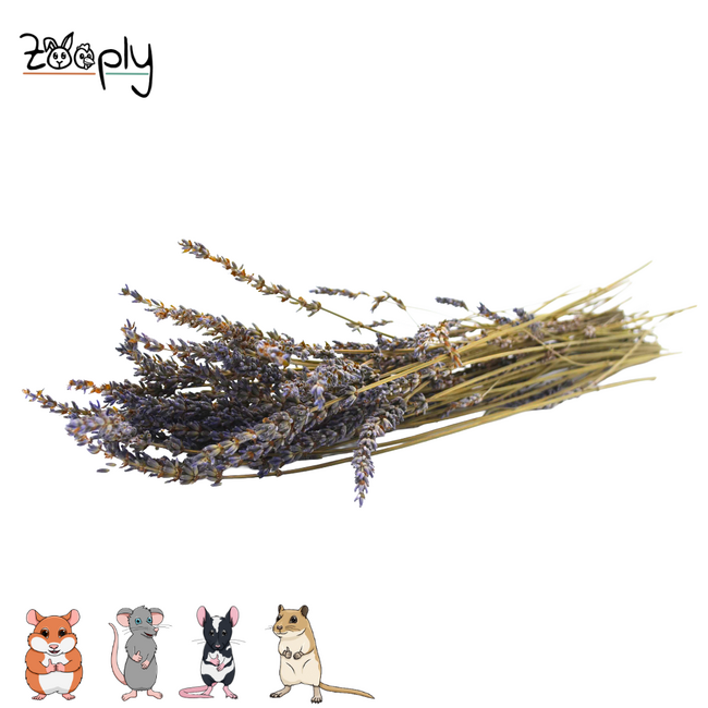 Zooply lavendel – gedroogde bloemen en grassen voor hamsters en andere knaagdieren – 70 gram