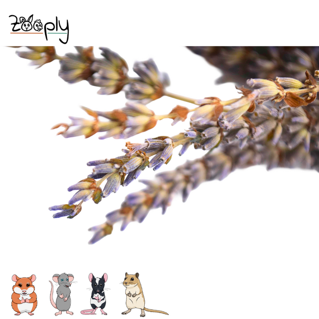Zooply lavender – dried flowers and grasses for hamsters and other rodents – 70 grams
