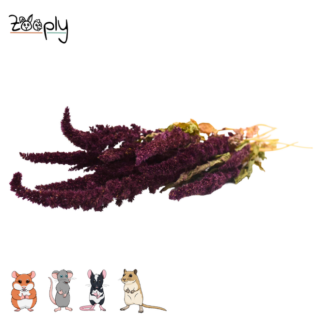Zooply amaranth red – dried flowers and grasses for hamsters and other rodents – 70 grams
