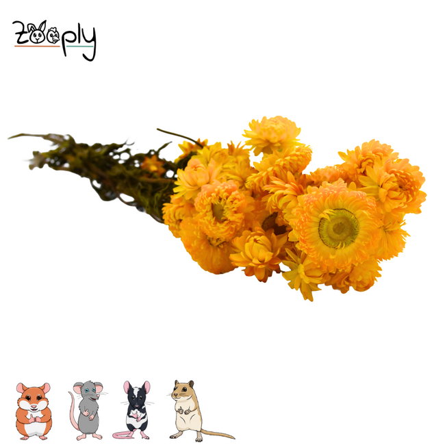 Zooply strobloem geel – gedroogde bloemen en grassen voor hamsters en andere knaagdieren – 70 gram