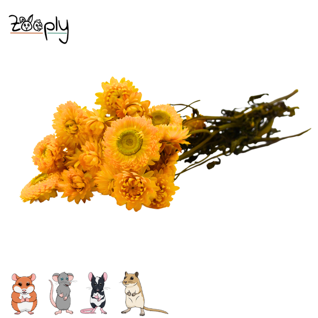 Zooply yellow strawflower – dried flowers and grasses for hamsters and other rodents – 70 grams