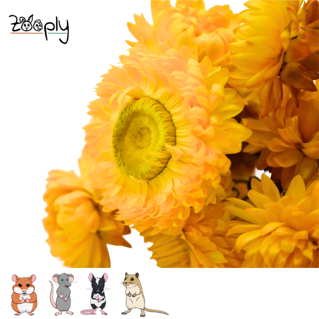 Zooply Strobloem Geel - Droogbloemen voor hamsters en andere knaagdieren - 70 gram