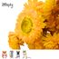 Zooply Strobloem Geel - Droogbloemen voor hamsters en andere knaagdieren - 70 gram