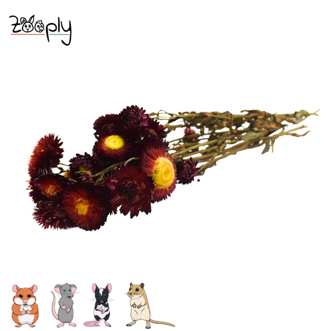 Zooply red strawflowers – dried flowers and grasses for hamsters and other rodents – 70 grams