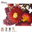 Zooply Strobloem Rood - Droogbloemen voor hamsters en andere knaagdieren - 70 gram