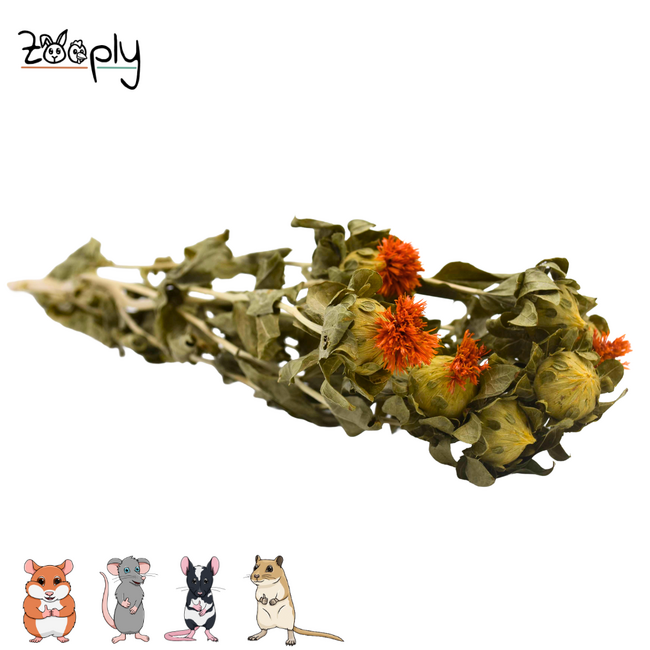 Zooply wallflower – dried flowers and grasses for hamsters and other rodents – 70 grams