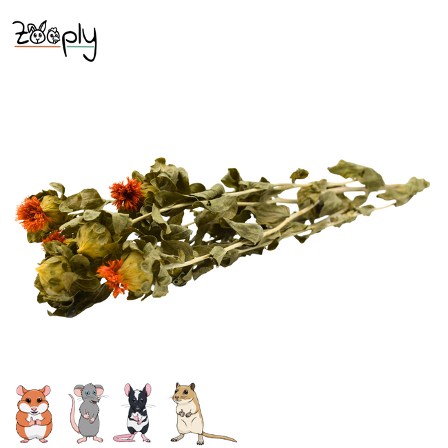 Zooply Muurbloem - Droogbloemen voor hamsters en andere knaagdieren - 70 gram