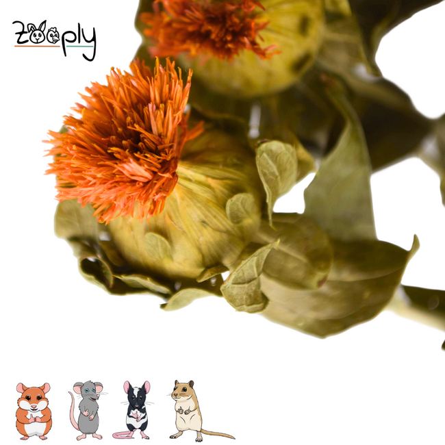 Zooply Muurbloem - Droogbloemen voor hamsters en andere knaagdieren - 70 gram