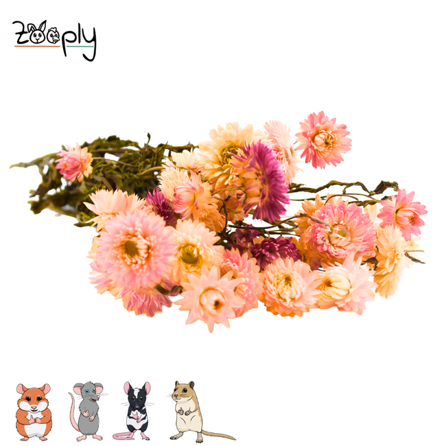 Zooply strawflowers light pink – dried flowers and grasses for hamsters and other rodents – 70 grams