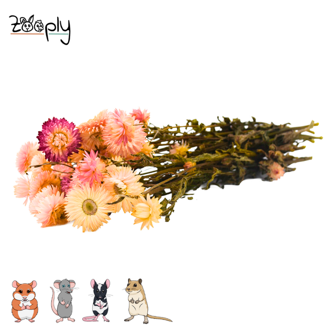 Zooply strawflowers light pink – dried flowers and grasses for hamsters and other rodents – 70 grams