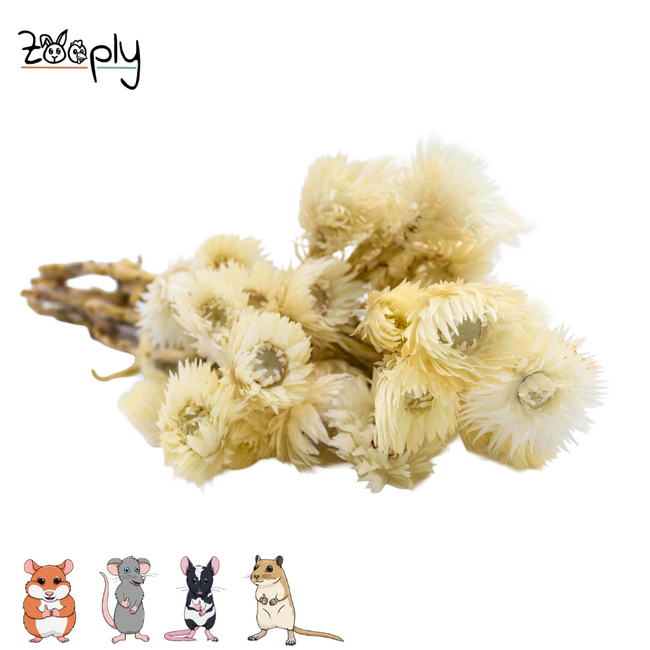 Zooply strobloemen wit – gedroogde bloemen en grassen voor hamsters en andere knaagdieren – 70 gram
