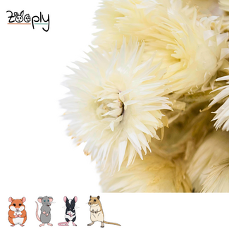 Zooply Strobloem – Wit – 70 gram