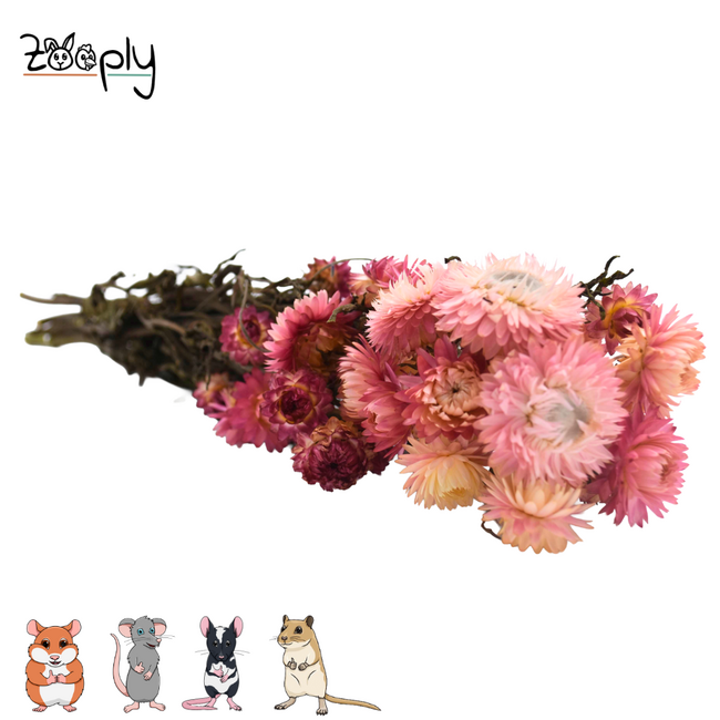 Zooply strobloemen roze – gedroogde bloemen en grassen voor hamsters en andere knaagdieren – 70 gram