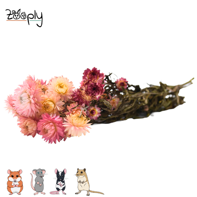 Zooply strobloemen roze – gedroogde bloemen en grassen voor hamsters en andere knaagdieren – 70 gram
