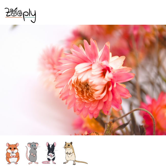 Zooply pink strawflowers – dried flowers and grasses for hamsters and other rodents – 70 grams