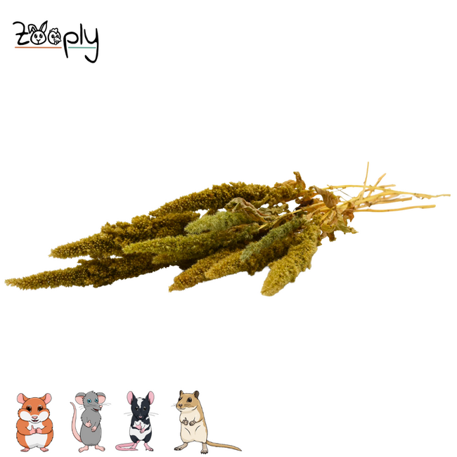Zooply Amarant Groen - Droogbloemen voor hamsters en andere knaagdieren - 70 gram