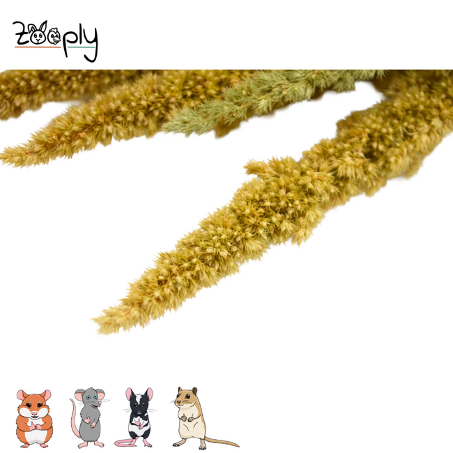 Zooply amarant groen – gedroogde bloemen en grassen voor hamsters en andere knaagdieren – 70 gram