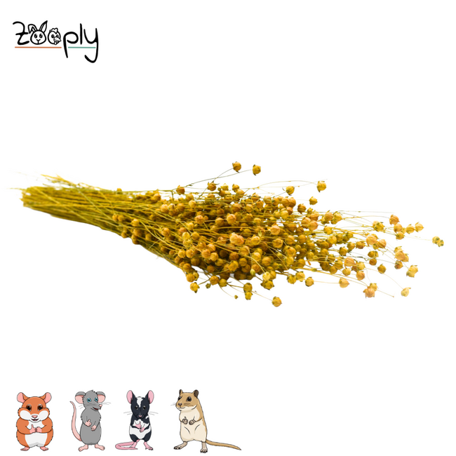 Zooply lijnzaadplant – gedroogde bloemen en grassen voor hamsters en andere knaagdieren – 110 gram