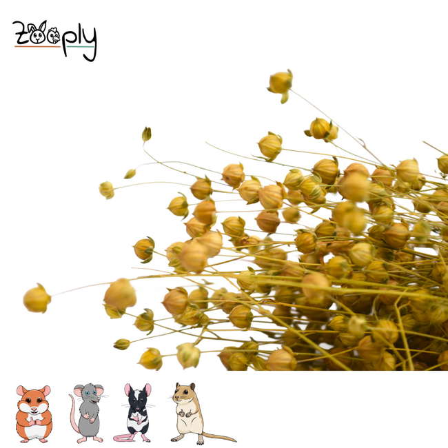 Zooply Lijnzaadplant - Droogbloemen voor hamsters en andere knaagdieren - 110 gram