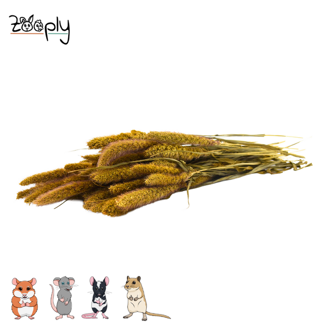 Zooply Vossestaartgras - Droogbloemen voor hamsters en andere knaagdieren - 70 gram